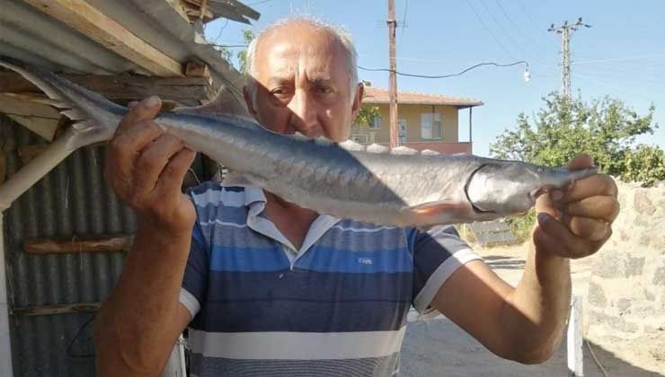 Havyarı 2 milyon liraya kadar çıkan balık, büyüklüğü ile şaşırttı