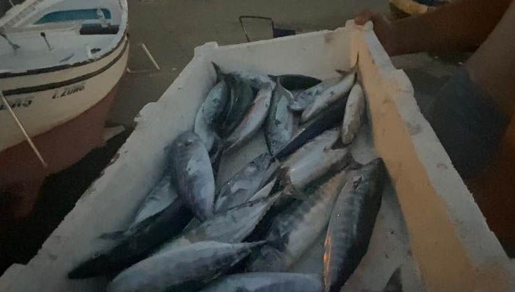 Karadeniz’de palamut bereketi yüz güldürüyor