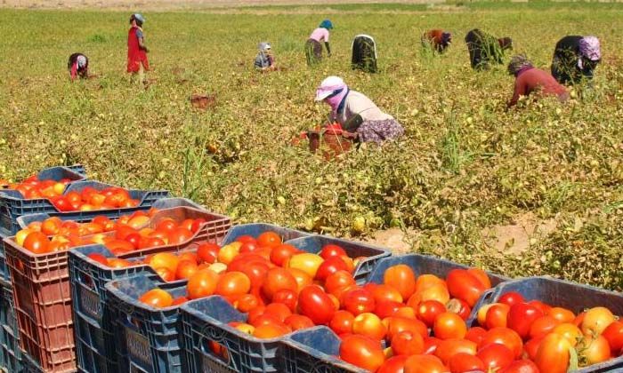 Domates tarlada 2 buçuk, markette 13 lira