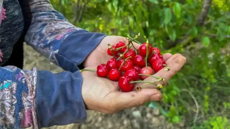 Kuzey yarımkürenin ilk kirazı hasat edildi