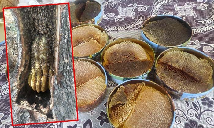 Ağaç kovuklarından çıkardıkları balın kilosunu bin 500 liradan satıyorlar