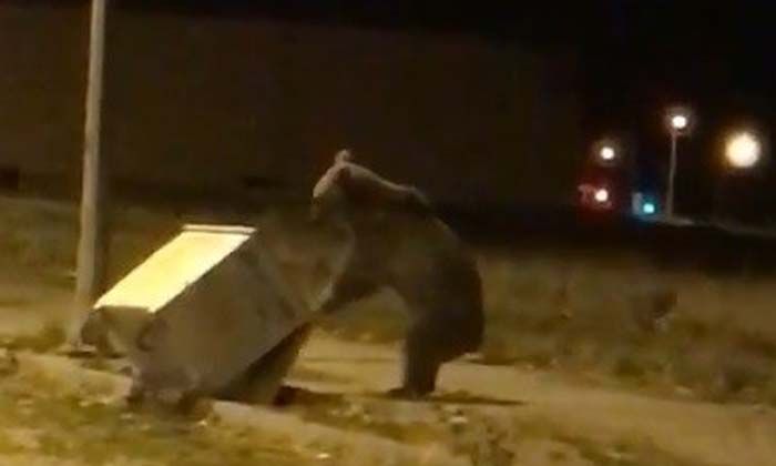 Sarıkamış’ta boz ayı caddeye indi