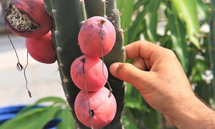 Ejder meyvesi ve Hint incirine alternatif: Peru elması