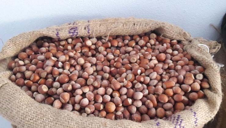 Fındık fiyatı yükselme trendinde