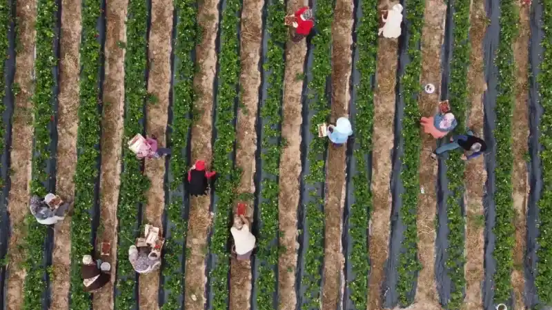 Kilosu 50 TL’ye kadar düştü: Çilekte açıkta hasat zamanı