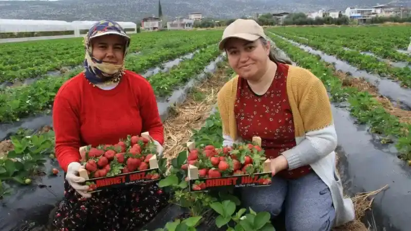 Kilosu 50 TL’ye kadar düştü: Çilekte açıkta hasat zamanı