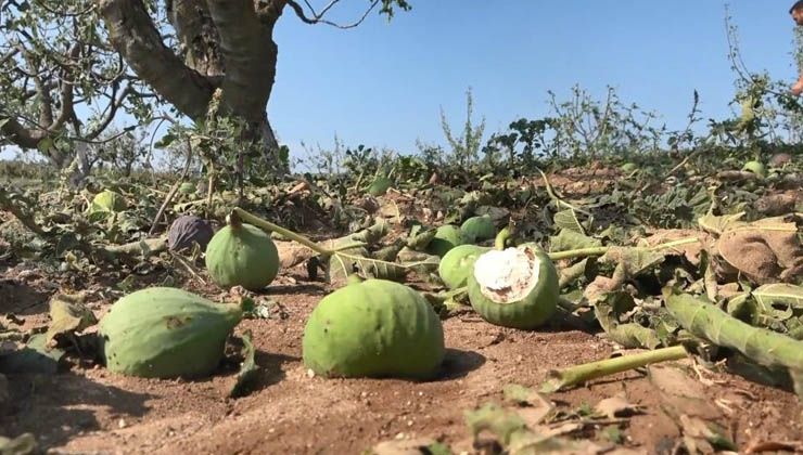 Dolu, köylünün ürünlerini tarlaya döktü