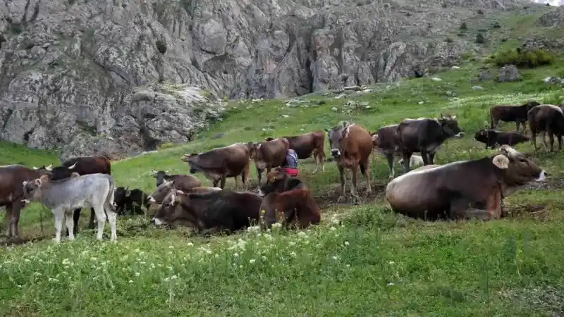 40 bin TL maaşla çoban bulamayınca çözümü nöbetleşmekte buldular