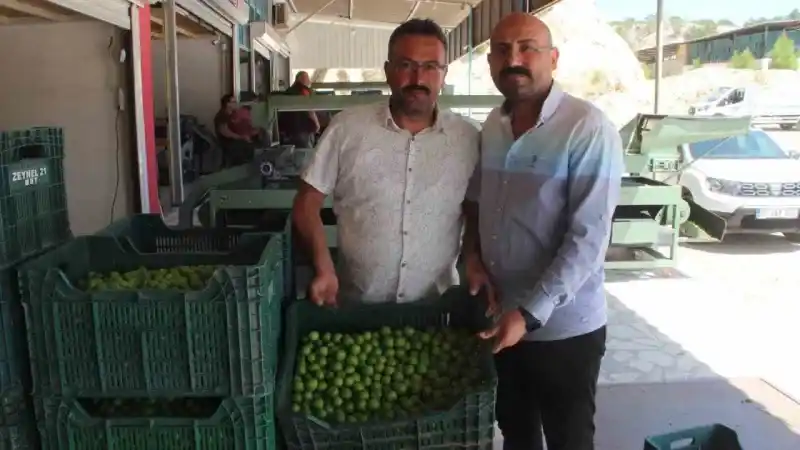 Kilosu 50 ile 350 TL arasında: Mersin’de açıkta erik hasadı başladı