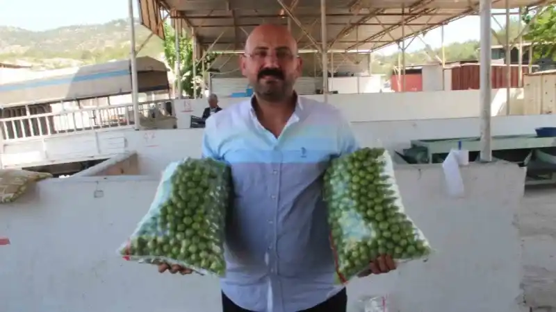 Kilosu 50 ile 350 TL arasında: Mersin’de açıkta erik hasadı başladı
