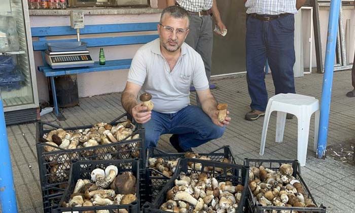 Ayı mantarı nedir nerede yetişir kilosu kaç lira