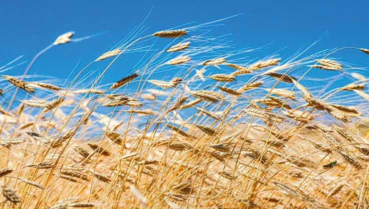 10 bin yıllık ata tohumunu tarlasına ekti…Sonuca inanamadı!