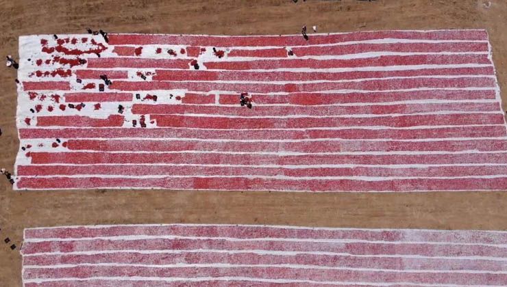 Domatesler ihracat için güneşe serildi: 7 ülkeye gönderilecek