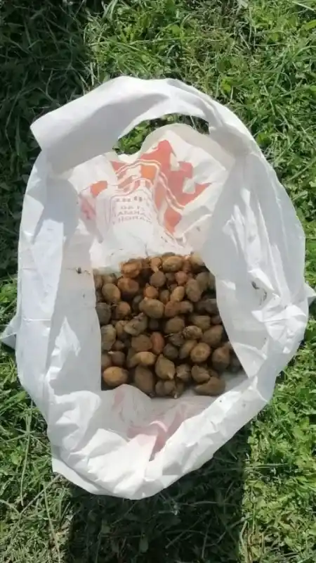 Koruma altındaki salep soğanlarını söken 2 kişiye 488 bin TL ceza Koruma altındaki salep soğanlarını söken 2 kişiye 488 bin TL ceza
