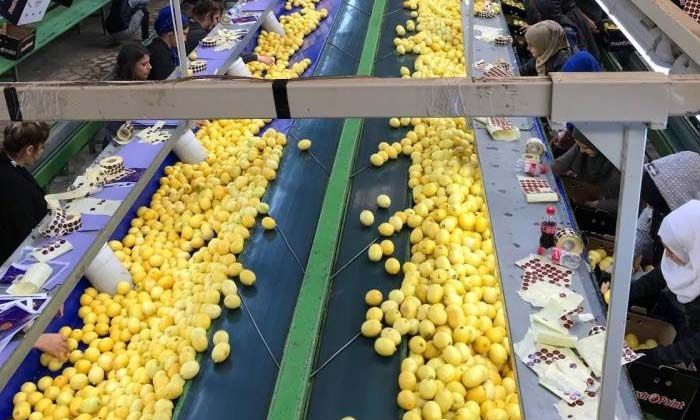 Sezonun ilk limonu 15 Eylül’de ihracat yolcusu