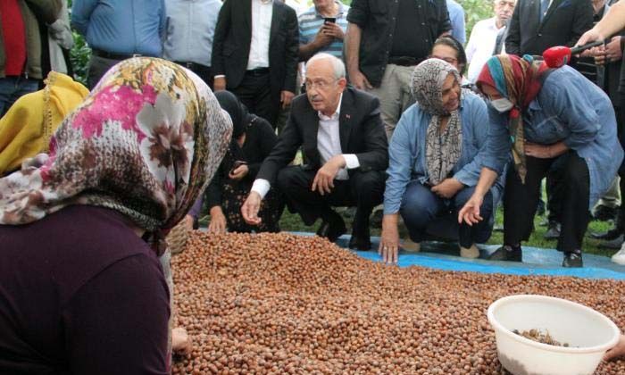 Kılıçdaroğlu, üreticilerle fındık seçti