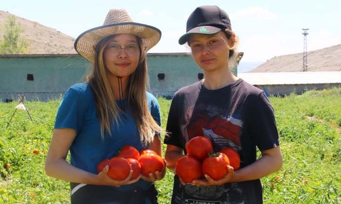 Domates ihracatı izne bağlandı