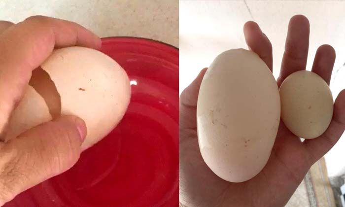 Yumurta içinden yumurta çıktı