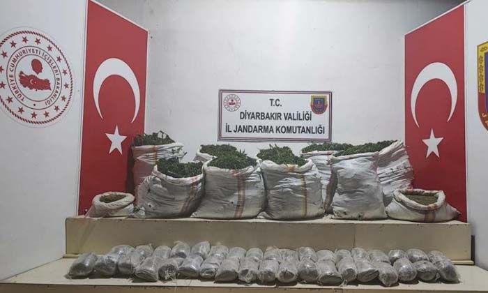 Terör örgütü PKK’nın finans kaynaklarına darbe: 1 milyon 493 bin kök kenevir ele geçirildi