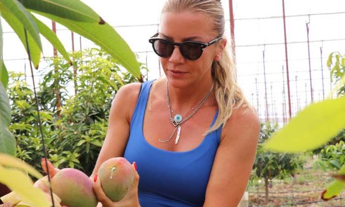Antalya’da yılın ilk mango hasadı Ivana Sert’ten