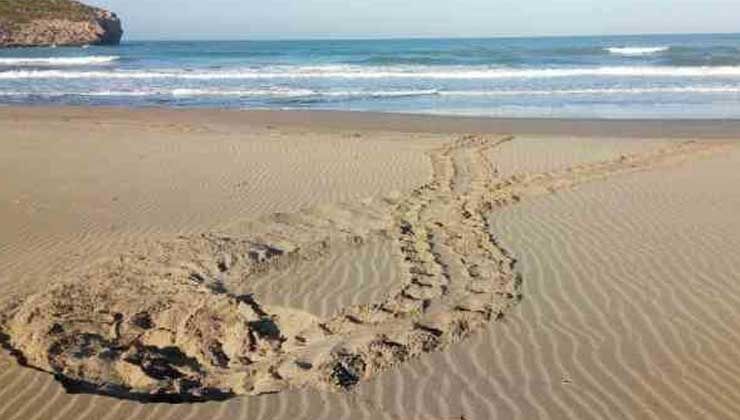 Türkiye’de sadece iki tane var: Özelliğini öğrenince çok şaşıracaksınız