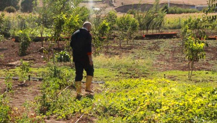 Pandemi döneminde aldığı çorak araziyi tropikal meyve bahçesine çevirdi