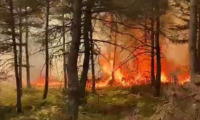 Tokat’ta korkutan orman yangını