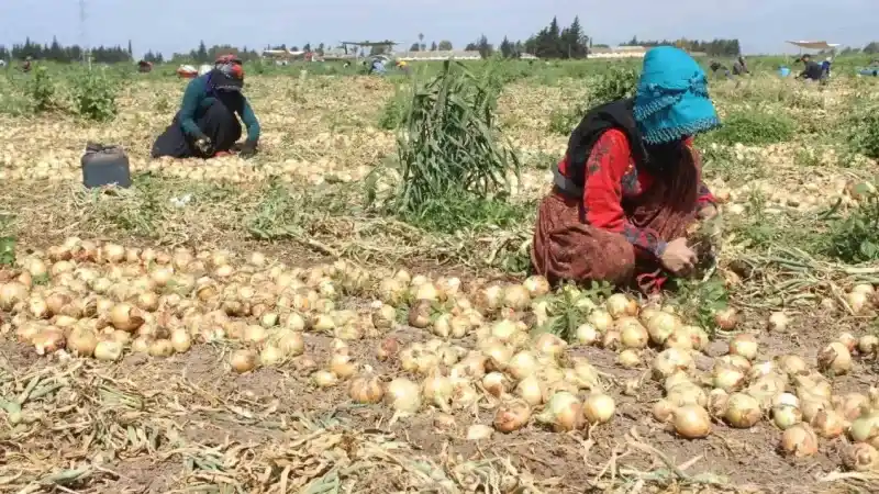 Amik Ovası’nda sıcak havada zorlu hasat: Soğan tarlada 17 TL’den alıcı buluyor Amik Ovası’nda sıcak havada zorlu hasat: Soğan tarlada 17 TL’den alıcı buluyor