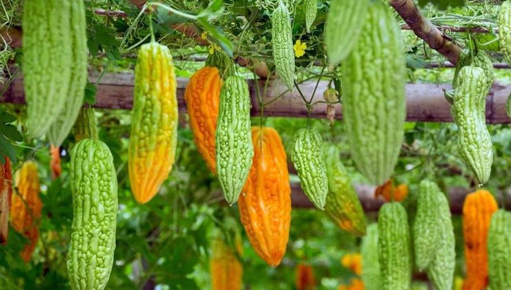 Üniversite geliştirdi, Arı Mucizesi üretti: Mide asidini yok ediyor