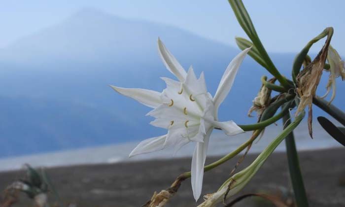 Bu zambakları koparmanın cezası 109 bin TL