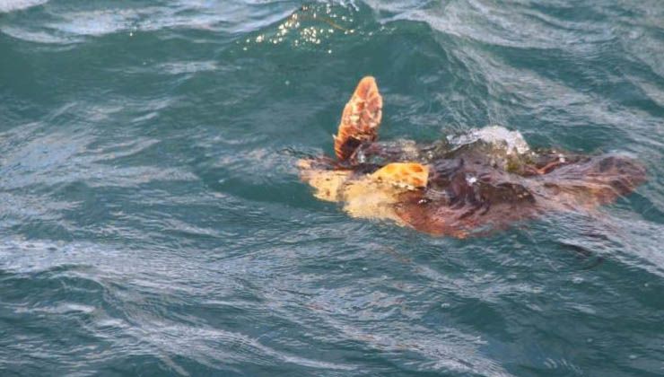 Kuşadası sahilinde ölü caretta caretta bulundu