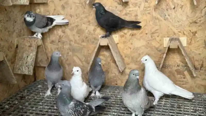 Pendik’te 11 bin Euro fiyatındaki güvercini çelik kulübelerde besliyor