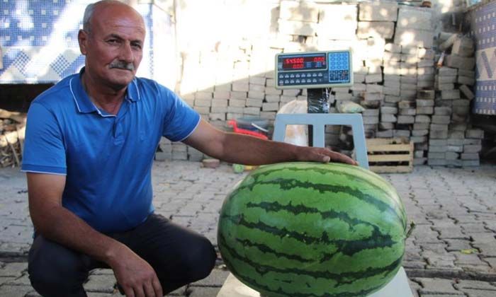 Batmanlı çiftçi yetiştirdiği 53 kilo 300 gramlık karpuzuyla Diyarbakır’a rakip oldu