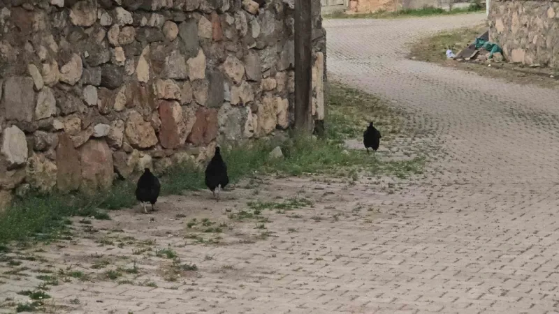Tokat’ta kene istilası: “Her yerde kene var. Bu sene tutmadı ama tutmayacak diye bir kural yok” Tokat’ta kene istilası: “Her yerde kene var. Bu sene tutmadı ama tutmayacak diye bir kural yok”