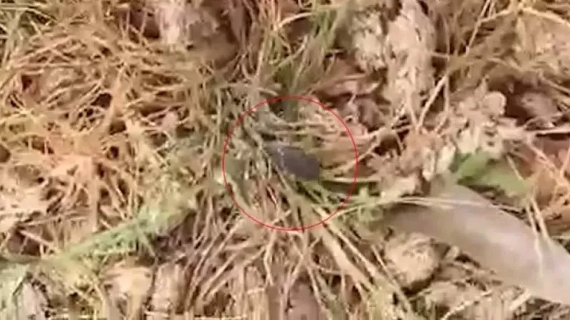 Tokat’ta kene istilası: “Her yerde kene var. Bu sene tutmadı ama tutmayacak diye bir kural yok” Tokat’ta kene istilası: “Her yerde kene var. Bu sene tutmadı ama tutmayacak diye bir kural yok”