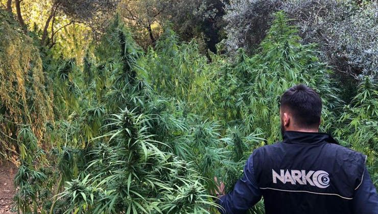 İzmir’de kenevir tarlasına baskın: 253 kök ele geçirildi