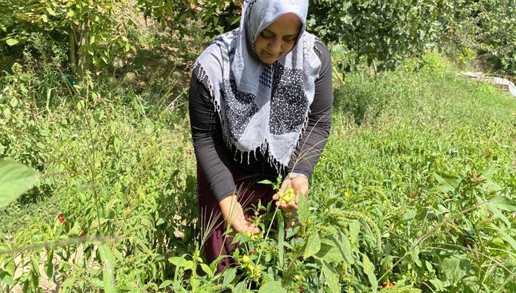 Beykoz’da ailesi için ektiği sebzeler gelir kapısı oldu