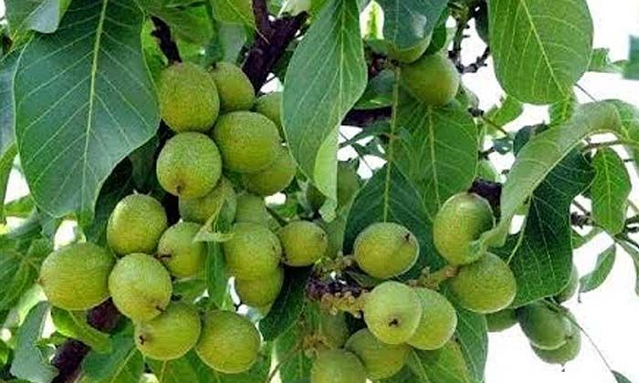 Ceviz ağacından düşen Mustafa Çoban hayatını kaybetti