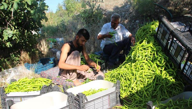 Sivri ve kıl biber üreticisi bu sene fiyatlardan memnun
