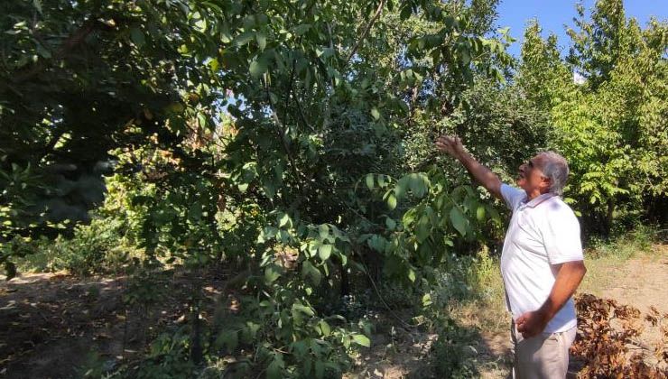 Yetiştirdiği cevizleri toplamak nasip olmadı… Çuval çuval çaldılar
