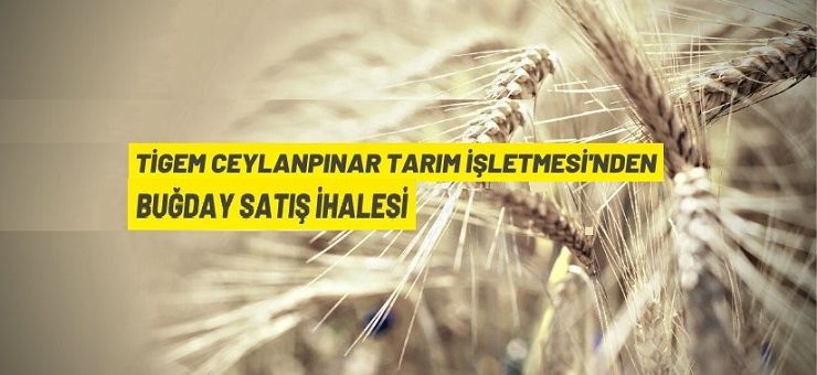 TİGEM’den buğday satış ihalesi
