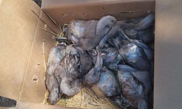 Flamingoları para için telef eden 3 kişiye 322 bin TL ceza kesildi