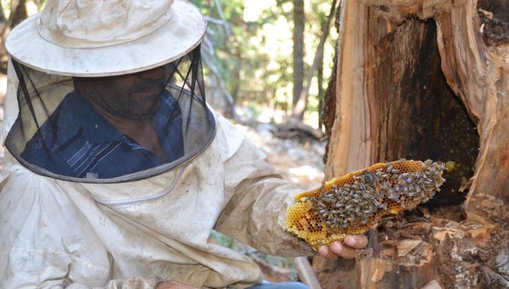 Antalyalı balcılar Toros Dağları’nda firari arıların izini sürerek bal topluyor