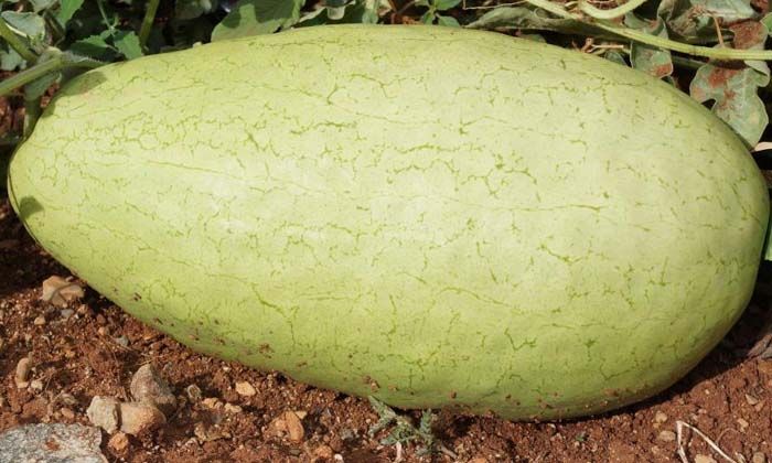 Özel karpuz 20 yıl sonra tekrar üretildi