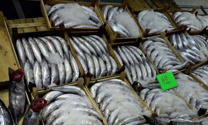 Karadeniz’de palamut dışında balık çıkmıyor