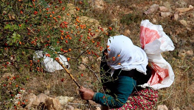 Kış aylarının vazgeçilmezi, zorlu arazilerde toplanmaya başlandı