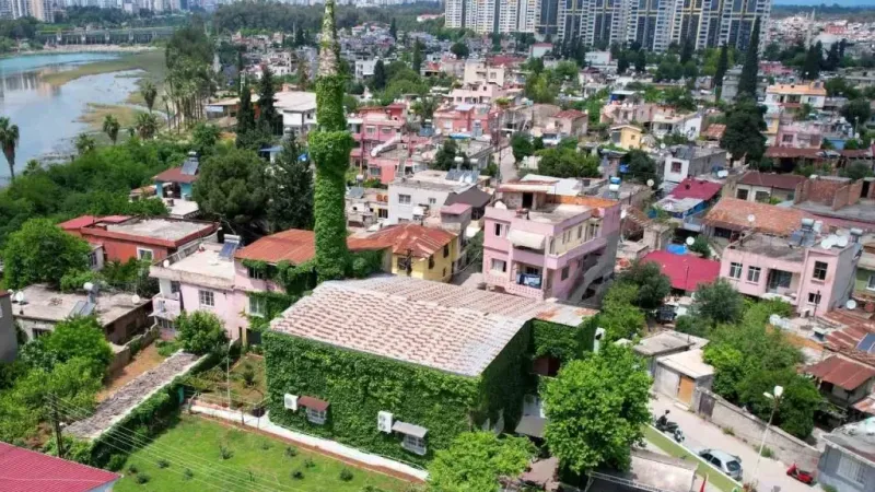 ’Yeşil Cami’ sarmaşıklarına kavuştu ’Yeşil Cami’ sarmaşıklarına kavuştu
