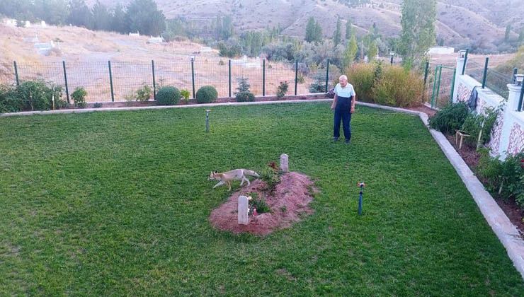 Erol Pınarbaşı her gün eşinin mezarına gelen iki tilkiyi elleriyle etle besliyor