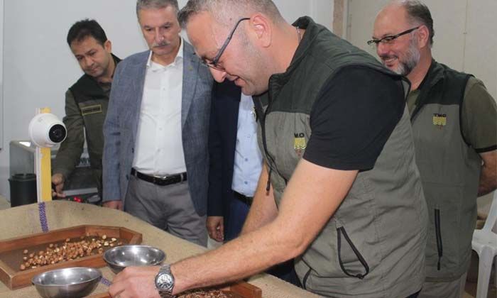 TMO Genel Müdürü Güldal: Fındığın tamamını almak için hazırlandık