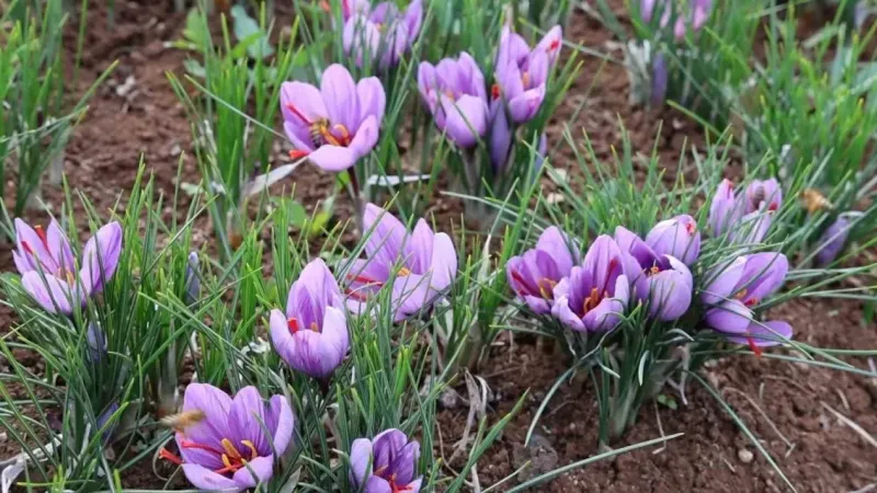 Dünyanın en pahalı baharatını ekti, kilosunu 200 bin liradan satıyor Dünyanın en pahalı baharatını ekti, kilosunu 200 bin liradan satıyor